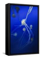 Jellyfishes on Dark Blue Background-PH OK-Framed Stretched Canvas