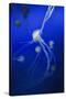 Jellyfishes on Dark Blue Background-PH OK-Stretched Canvas