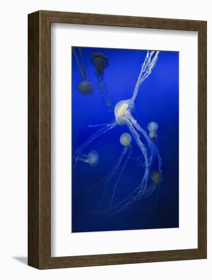 Jellyfishes on Dark Blue Background-PH OK-Framed Photographic Print