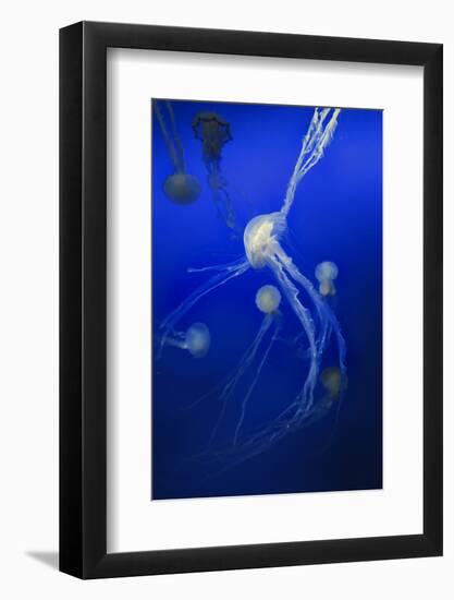 Jellyfishes on Dark Blue Background-PH OK-Framed Photographic Print