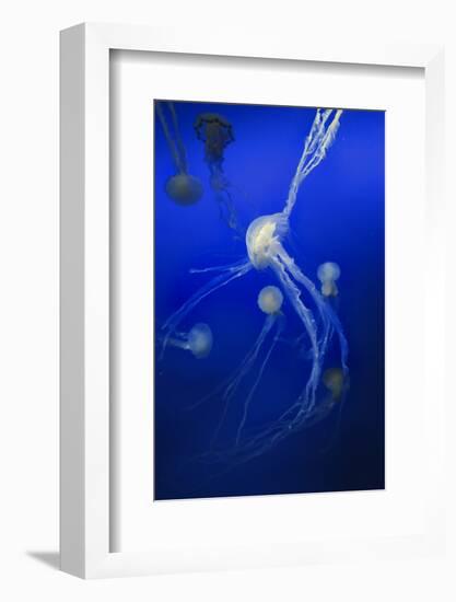 Jellyfishes on Dark Blue Background-PH OK-Framed Photographic Print