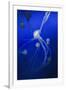 Jellyfishes on Dark Blue Background-PH OK-Framed Photographic Print