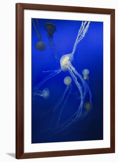 Jellyfishes on Dark Blue Background-PH OK-Framed Photographic Print