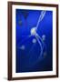 Jellyfishes on Dark Blue Background-PH OK-Framed Photographic Print