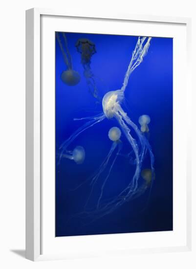 Jellyfishes on Dark Blue Background-PH OK-Framed Photographic Print