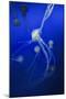 Jellyfishes on Dark Blue Background-PH OK-Mounted Photographic Print