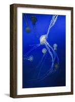 Jellyfishes on Dark Blue Background-PH OK-Framed Photographic Print