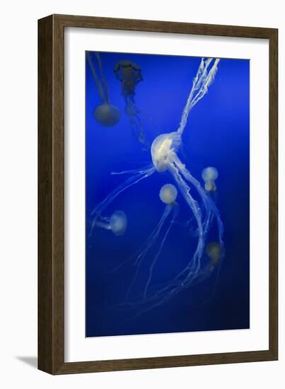 Jellyfishes on Dark Blue Background-PH OK-Framed Photographic Print