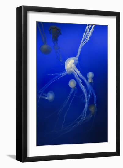 Jellyfishes on Dark Blue Background-PH OK-Framed Photographic Print