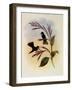 Jelski's Copper-Tail, Metallura Jelskii-John Gould-Framed Giclee Print