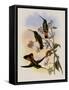 Jelski's Star-Frontlet, Helianthea Dichroura-John Gould-Framed Stretched Canvas