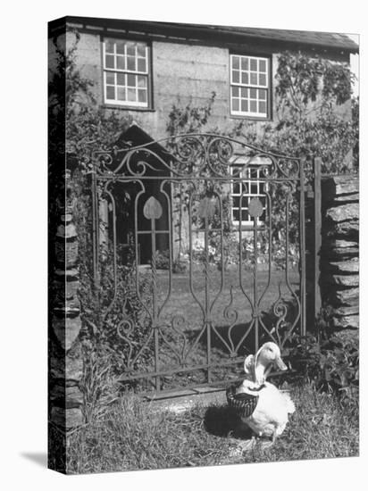 Jemima Puddle-Duck Posing in Front of Iron Gate Outside Beatrix Potter's Home-George Rodger-Stretched Canvas