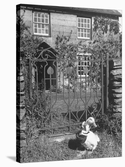 Jemima Puddle-Duck Posing in Front of Iron Gate Outside Beatrix Potter's Home-George Rodger-Stretched Canvas