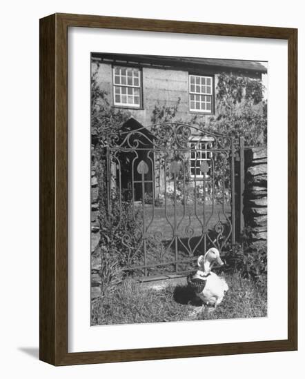 Jemima Puddle-Duck Posing in Front of Iron Gate Outside Beatrix Potter's Home-George Rodger-Framed Photographic Print