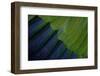 Jenday Conure-Darrell Gulin-Framed Photographic Print