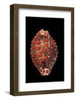 Jenneria Pustulata-Paul Starosta-Framed Photographic Print