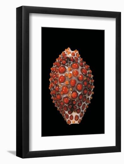 Jenneria Pustulata-Paul Starosta-Framed Photographic Print