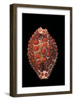 Jenneria Pustulata-Paul Starosta-Framed Photographic Print