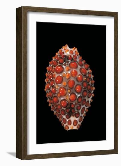 Jenneria Pustulata-Paul Starosta-Framed Photographic Print