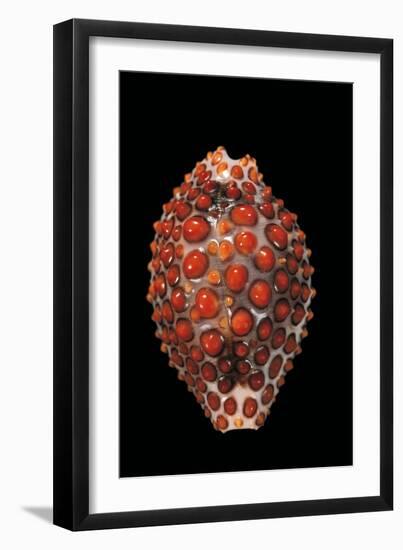 Jenneria Pustulata-Paul Starosta-Framed Photographic Print