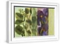 White Frame
