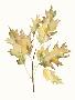 Just the Print