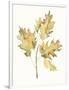 Gramercy White