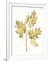 Gramercy White