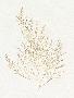 Just the Print