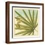 Brown Frame