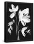 Essential Black