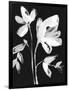 Gramercy Black