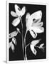 Gramercy White