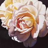 Spanish Rose-Jennifer Harmes-Giclee Print