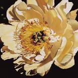 White Rose-Jennifer Harmes-Framed Giclee Print
