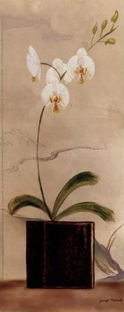 Asian Orchid II