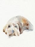 Scruffy Puppy II-Jennifer Parker-Art Print