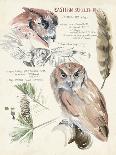 Wildlife Journals IV-Jennifer Parker-Art Print