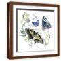 Brown Frame