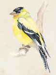 Little Bird on Branch IV-Jennifer Paxton Parker-Art Print