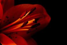 Orange Lily Against Black Background-Jennifer Peabody-Framed Stretched Canvas