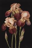 Irises, 2004-Jenny Barron-Giclee Print