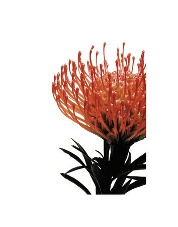 Orange Protea 1