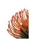 Orange Protea 4-Jenny Kraft-Art Print