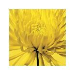 Dandelion-Kara Smith-Art Print