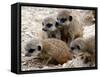 Jenny the Meerkat's Four New Babies Watch as She Stands at London Zoo-null-Framed Stretched Canvas