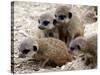 Jenny the Meerkat's Four New Babies Watch as She Stands at London Zoo-null-Stretched Canvas