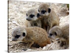 Jenny the Meerkat's Four New Babies Watch as She Stands at London Zoo-null-Stretched Canvas