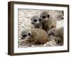 Jenny the Meerkat's Four New Babies Watch as She Stands at London Zoo-null-Framed Premium Photographic Print