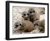 Jenny the Meerkat's Four New Babies Watch as She Stands at London Zoo-null-Framed Premium Photographic Print